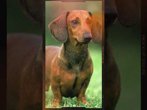 Miért hiszi minden Tacskó, hogy ő a király? 👑🤣