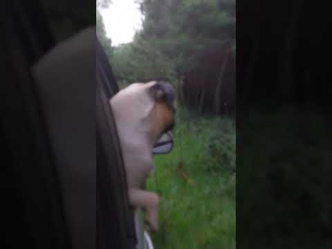 #shortvideos #roça #agro #EU TO VIAJANO PESSOAR