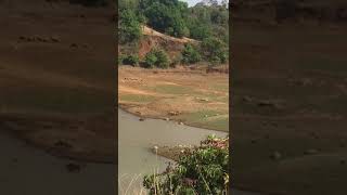 preview picture of video 'तिलारी घाटात कोल्याचे दर्शन #Tilari dam'