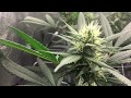 LED Closet Grow Flowering Week 4 LED Closet Grow Flowering Week 4