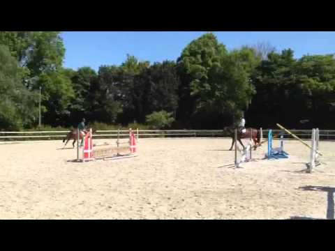 Ulando, 5-jähriger Wallach v. Uccello x Laptop x Rio Branco