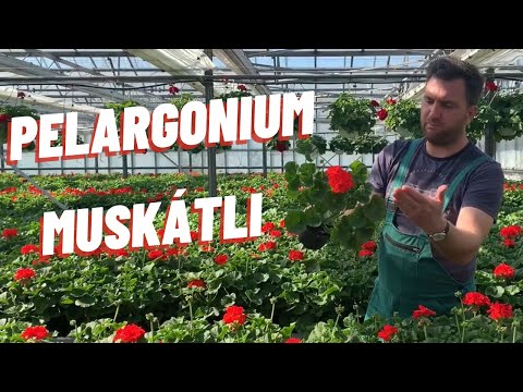 , title : 'Az egyik legnépszerűbb egynyári | Pelargonium-Muskátli'
