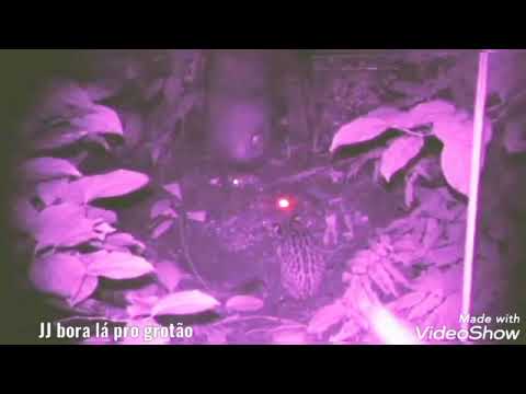 Ataque de onça na ceva de paca inédito ,visão noturna