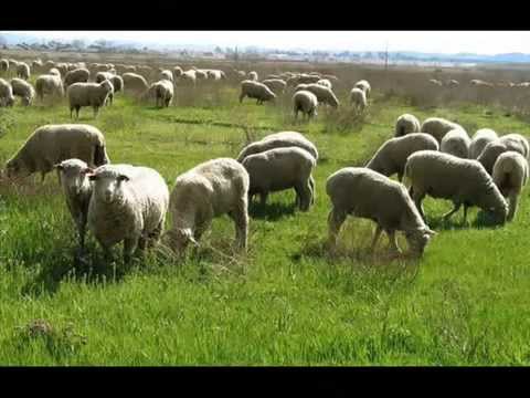 Marta de Carvalho - "Jesus de Nazaré"