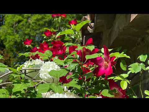 Tough Love by Tom Emerson