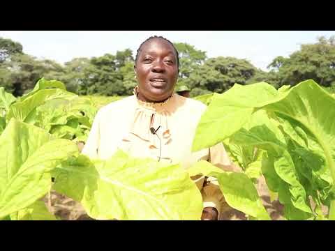 TORITA YAFANYA MAJARIBIO YA MBEGU BORA ZA TUMBAKU TOKA BRAZIL