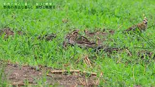 旅鳥 ムナグロ来る Pacific Golden Plover 20250810