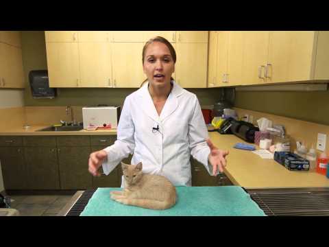 Adopting Kittens From Different Litters : Advice on ... - YouTube