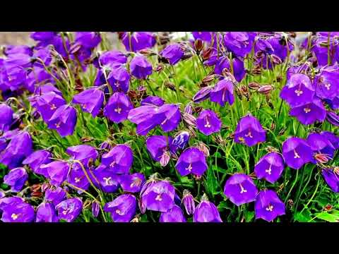 Opwekking 442 Prijst Hem, prijs Hem