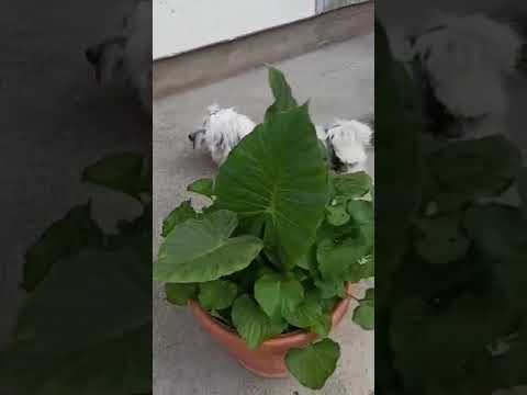 Tibet Terrier Welpe kaufen