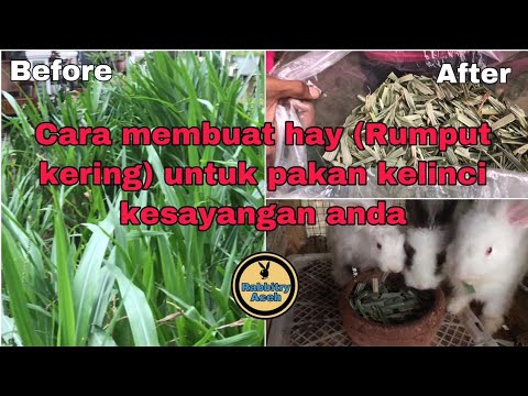 Tutorial pengolahan rumput odot menjadi rumput kering (rumput hay) sangat bermanfaat bagi ternak