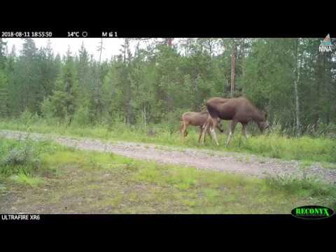 Blinkskudd fra Hedmark