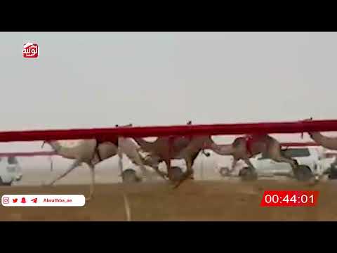  ش 7 (الشاهينيه) لـ محمد عوض مبارك المهيري 2:14 , شارة الصندوق 2026/06/14 فطامين سويحان     