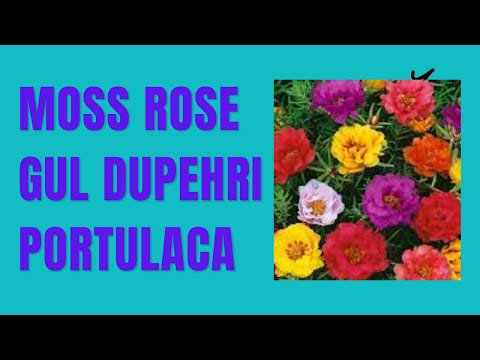 Moss rose| Gul dupehri| Portulaca #flowers #rose #beautiful #rose  #plants #sbl #podaa #گل #gulab