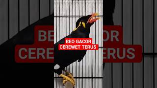 Download lagu Burung Beo Gacor #shorts mp3