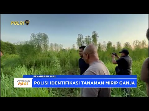 POLRESTA PEKANBARU TEMUKAN DIDUGA LADANG GANJA