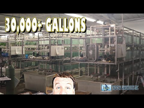 Massive Tropical Fish Wholesaler 700+ Aquariums
