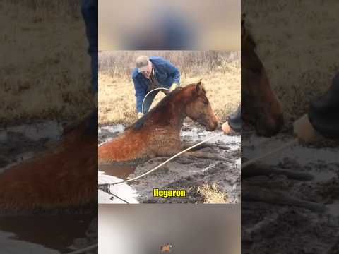 The horse blocking the way#foryou #animals #healing #love #horse