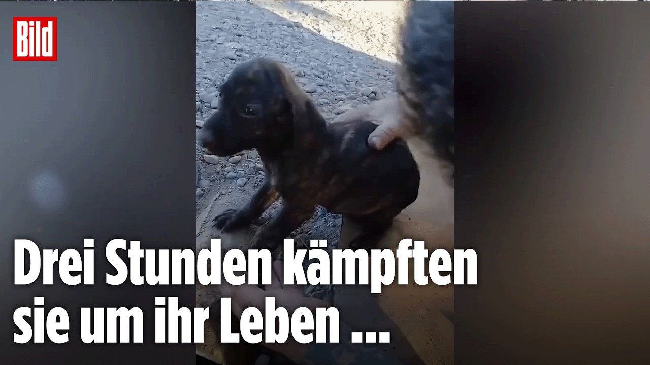 ARGENTIENIEN: Welpe steckte in Rohr fest! Herzergreifende Rettung