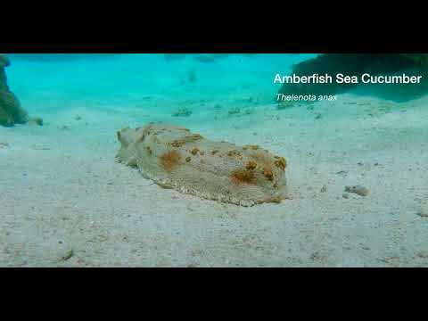 25 Echinoderms - scuba diving video
