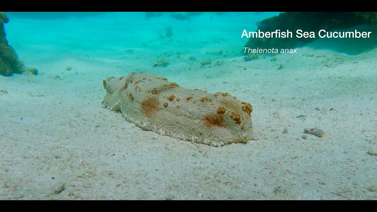 Tropical Pacific Echinoderms videos, genus and species.