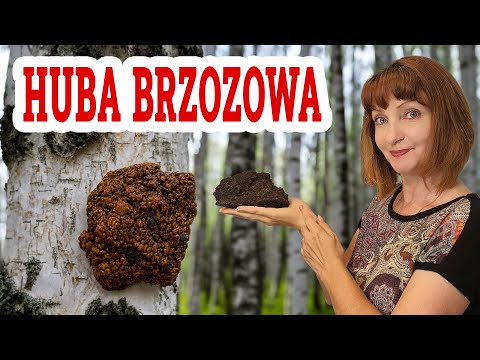 🍀 White and black BIRCH FLUFFY 🍀 Chaga - the mushroom of LONGEVITY, anti-inflammatory and anti-ca...