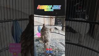 Download lagu pikat masteran Perkutut klangenan gacor dorr #perkutut #gacor #Perkututgacor #masteran #merbok mp3