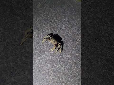 Cárdenas,Matanzas,la cuidad de los Cangrejos 🦀 ,lo encontramos muy tempranito de camino al GYM 😆