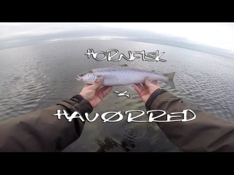 Havørred og Hornfisk på Flue