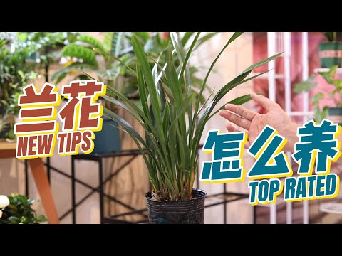 兰花怎么养？园艺师教你，兰花的详细养护技巧