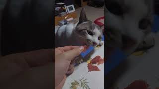 家のホワイトタイガーちゃんに餌付け #vtuber #猫のいる暮らし #ねこ動画 #ねこ