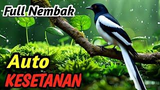 Download lagu Terapi Suara Sungai Alami untuk Kacer, Masteran Anti Drop Mental & Stabilkan Gacor mp3 Download lagu Terapi Suara Sungai Alami untuk Kacer, Masteran Anti Drop Mental & Stabilkan Gacor mp3