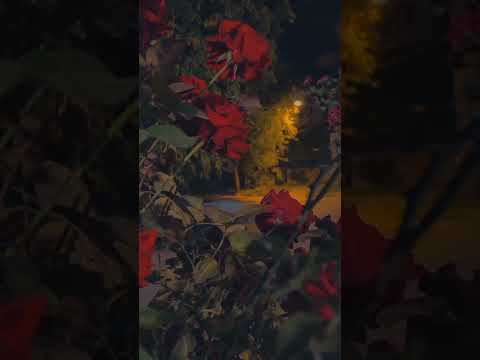 #video #view#flower 🌹# 🌹🌹##youtubeshorts #