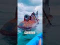 Submarine Wreck Discovery Shortsyoutubevideo