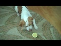 Cachorro Beagle Vs. Limón