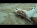 Cachorro Beagle Vs. Limón