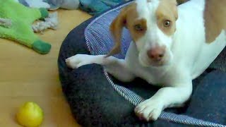 ...Or maybe attack!?