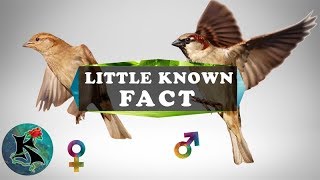 Origin of the House Sparrow in the United States - Fun Fact | Koaw Nature