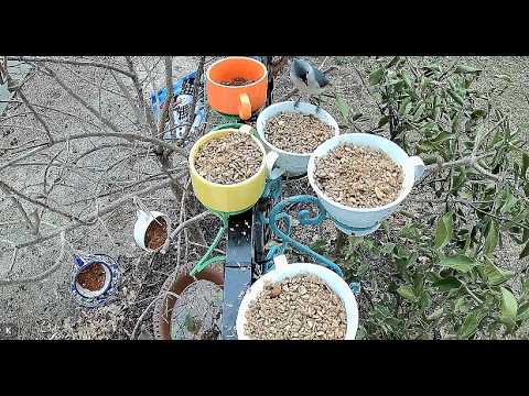 Tea Cup Birdies Live