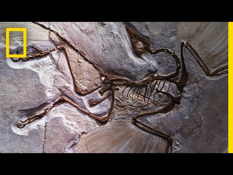 How Fossils Shape Our Understanding of Ancient History