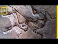 Fossils 101 National Geographic