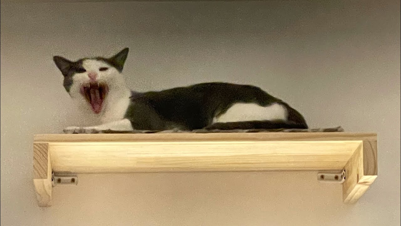 CIRCUITO PARA GATOS - Gatifiquei meu quarto! Prateleiras e ponte para os gatinhos!