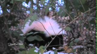 preview picture of video 'Happy Skunk: After October 29, 2011 Nor'easter By StarPir1315'