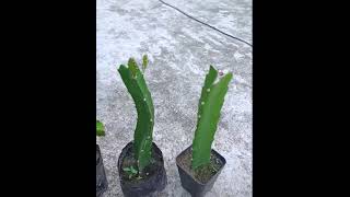dragon fruit plant price?? what is the dragon fruit plant price |