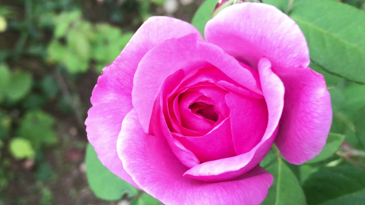 Rose anglaise &#39;Gertrude Jekyll®&#39; de &#39;David Austin&#39; la magnificence est la rose.