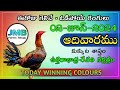 Today Winning Colours 02-June-2024 || JMB Farms Telugu  || Kukkuta sastram telugu