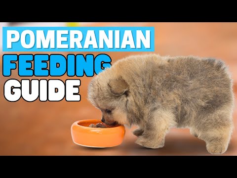 Pomeranian Puppy Feeding Guide (What and How often to Feed Your Pup?)