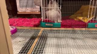 ニャントモライブ配信！パソコン壊れた…