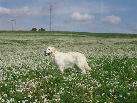 Jan 14-06-2004 // 27-06-2017 - -Porcelain (I love to remix you baby) Moby Vs Donna Summer