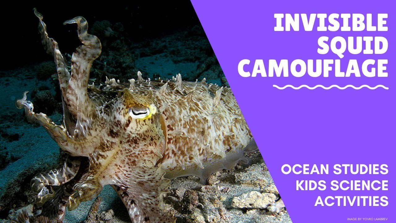 Invisible Camouflaged Squids - Ocean Science Experiments